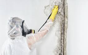 Yorkville, WI Mold Removal Services Company